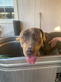 a dog is sitting in a tub with its tongue out