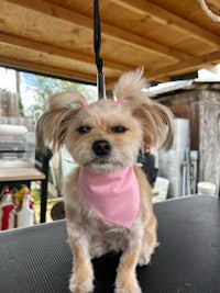 a small dog with a pink bandana sitting on top of a table