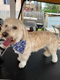 a white dog with a blue bandana standing on top of a truck