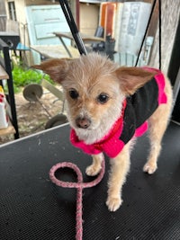 a small chihuahua wearing a pink sweater and leash