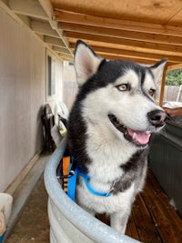 a husky dog standing in a tub