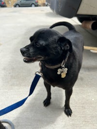 person, an adoptable chihuahua & chihuahua mix in houston, 