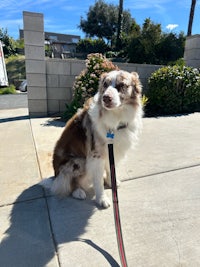 a white and brown dog on a leash