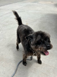 a black dog standing on a sidewalk with a leash