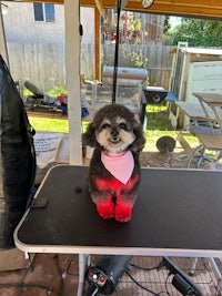 a dog with a red bandana sitting on a table