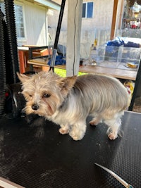 a small dog is being groomed on a black table