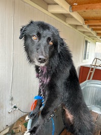 a black dog standing on top of a tub