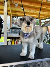 a small grey dog standing on a table with a bandana