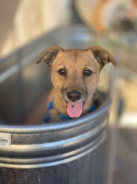 a dog is sitting in a tub with its tongue out