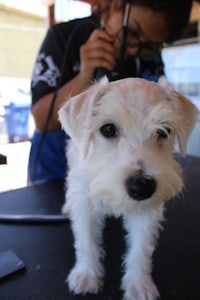 a small white dog is being groomed by a woman