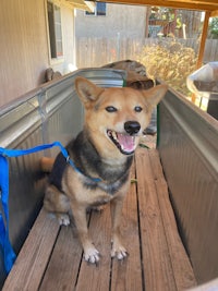 a dog sitting in a trailer