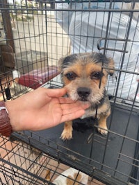 a person petting a small dog in a cage