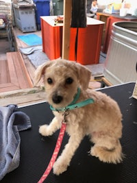 person, an adoptable poodle mix in san diego, ca