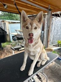 a husky dog sitting on a table in a backyard