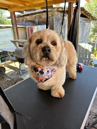 a small dog is standing on top of a table with a bandana on it