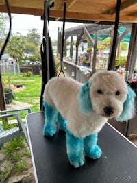 a white poodle with blue hair sitting on top of a table