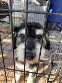 a black and white dog in a cage